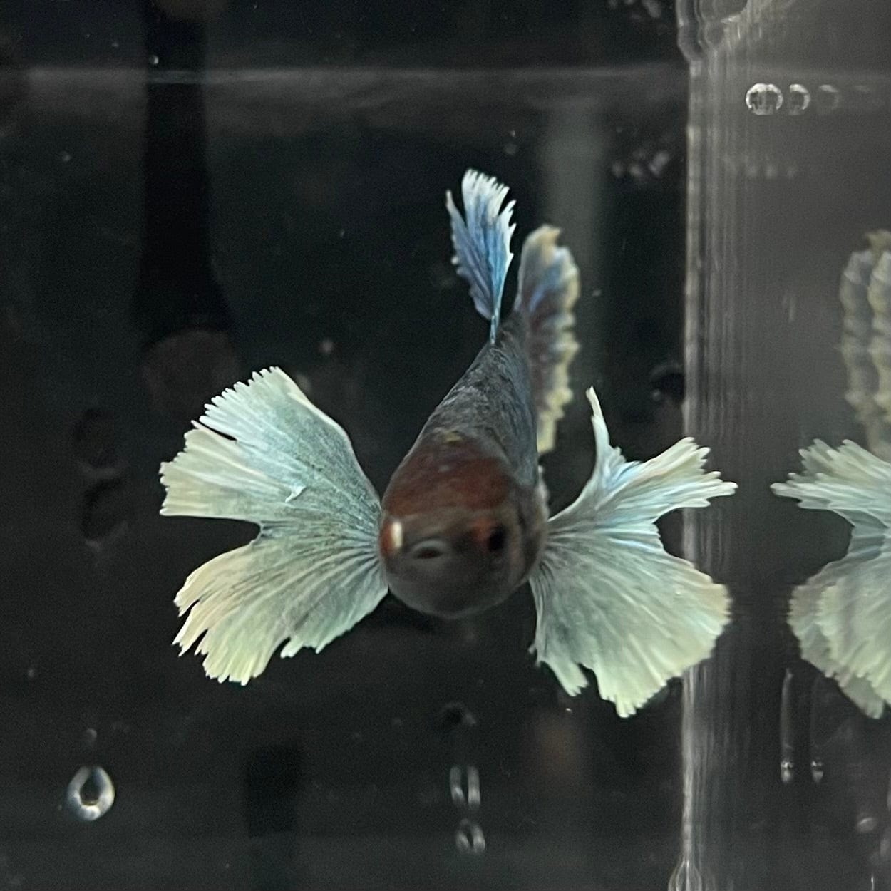 the-fish-farm Female Betta Female Betta - One Only - F Choose your own Female Betta at The Fish Farm Australia