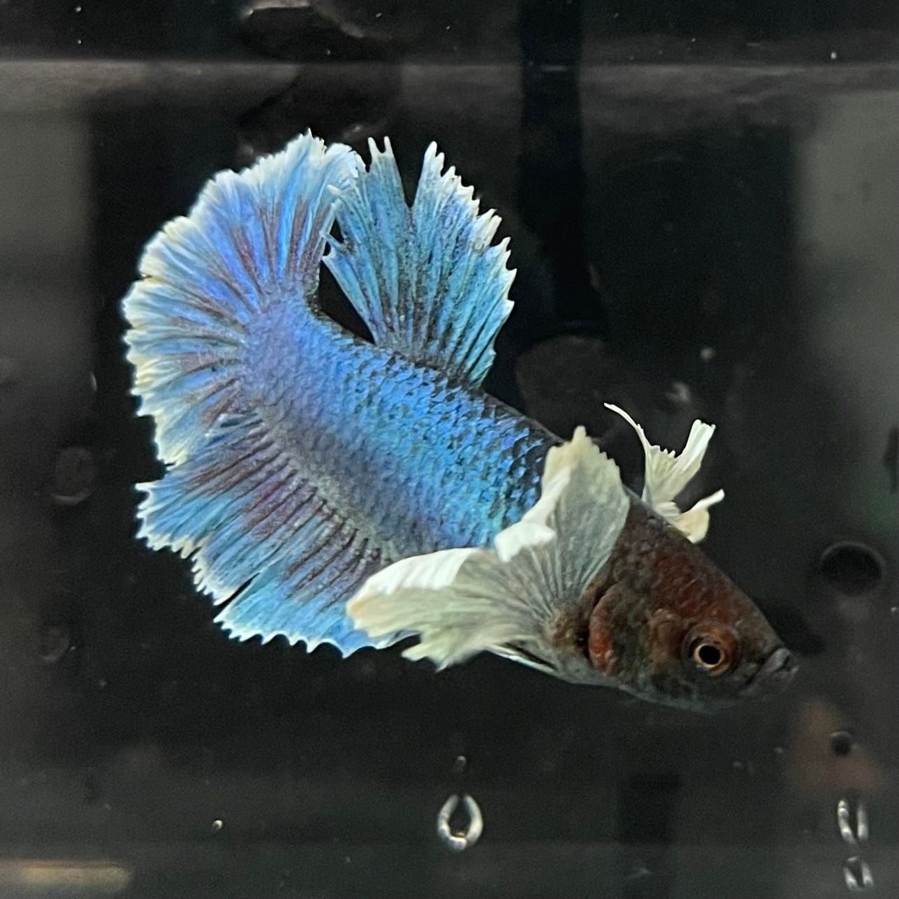 the-fish-farm Female Betta Female Betta - One Only - F Choose your own Female Betta at The Fish Farm Australia
