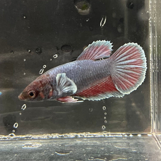 the-fish-farm Female Betta Female Betta - One Only - F Choose your own Female Betta at The Fish Farm Australia