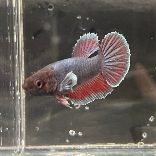 the-fish-farm Female Betta Female Betta - One Only - F Choose your own Female Betta at The Fish Farm Australia
