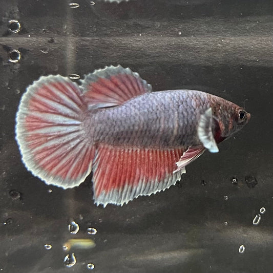 the-fish-farm Female Betta Female Betta - One Only - F Choose your own Female Betta at The Fish Farm Australia
