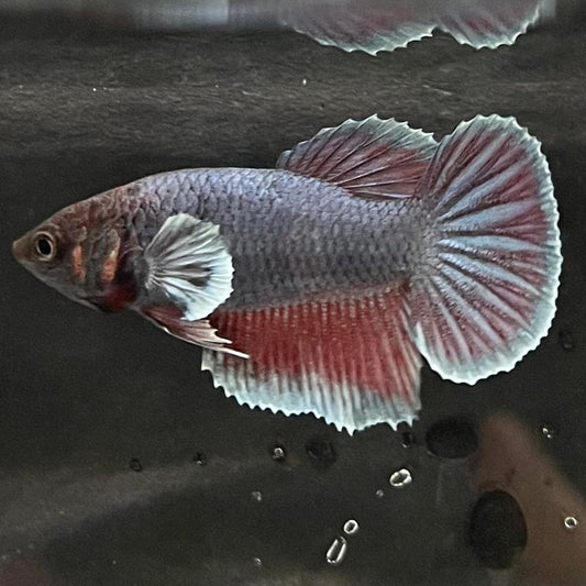 the-fish-farm Female Betta Female Betta - One Only - F Choose your own Female Betta at The Fish Farm Australia