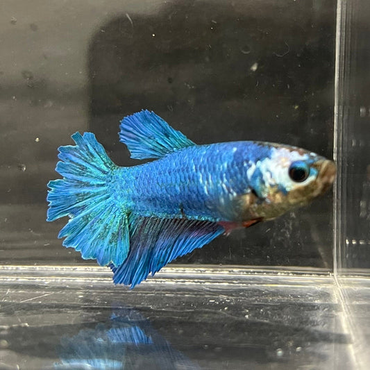 the-fish-farm Female Betta Female Betta - One Only - F Choose your own Female Betta at The Fish Farm Australia