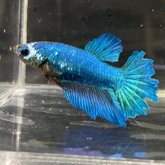 the-fish-farm Female Betta Female Betta - One Only - F Choose your own Female Betta at The Fish Farm Australia
