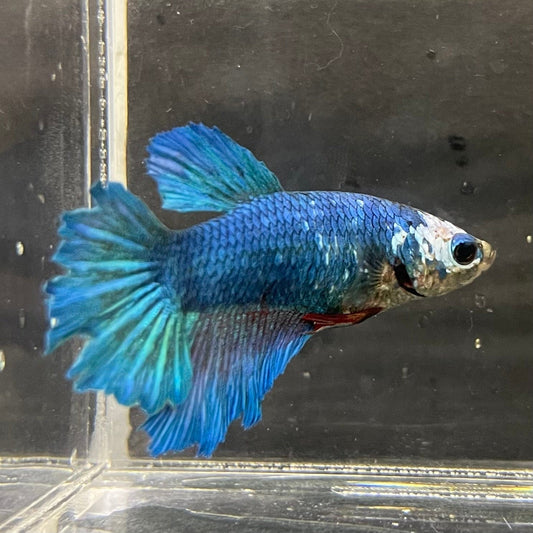 the-fish-farm Female Betta Female Betta - One Only - F Choose your own Female Betta at The Fish Farm Australia