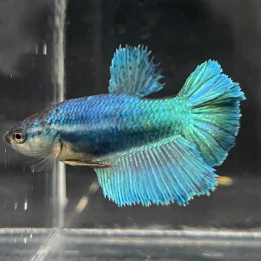 the-fish-farm Female Betta Female Betta - One Only - F Choose your own Female Betta at The Fish Farm Australia