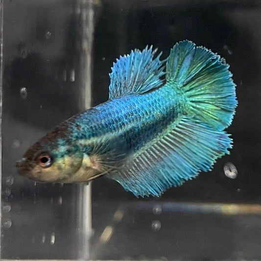the-fish-farm Female Betta Female Betta - One Only - F Choose your own Female Betta at The Fish Farm Australia