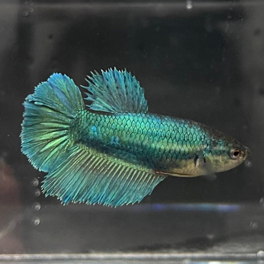 the-fish-farm Female Betta Female Betta - One Only - F Choose your own Female Betta at The Fish Farm Australia