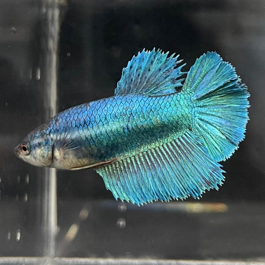 the-fish-farm Female Betta Female Betta - One Only - F Choose your own Female Betta at The Fish Farm Australia
