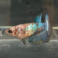 the-fish-farm Female Betta Female Betta - One Only - F Choose your own Female Betta at The Fish Farm Australia