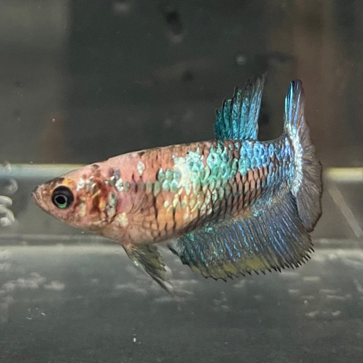 the-fish-farm Female Betta Female Betta - One Only - F Choose your own Female Betta at The Fish Farm Australia