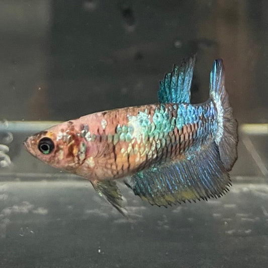 the-fish-farm Female Betta Female Betta - One Only - F Choose your own Female Betta at The Fish Farm Australia