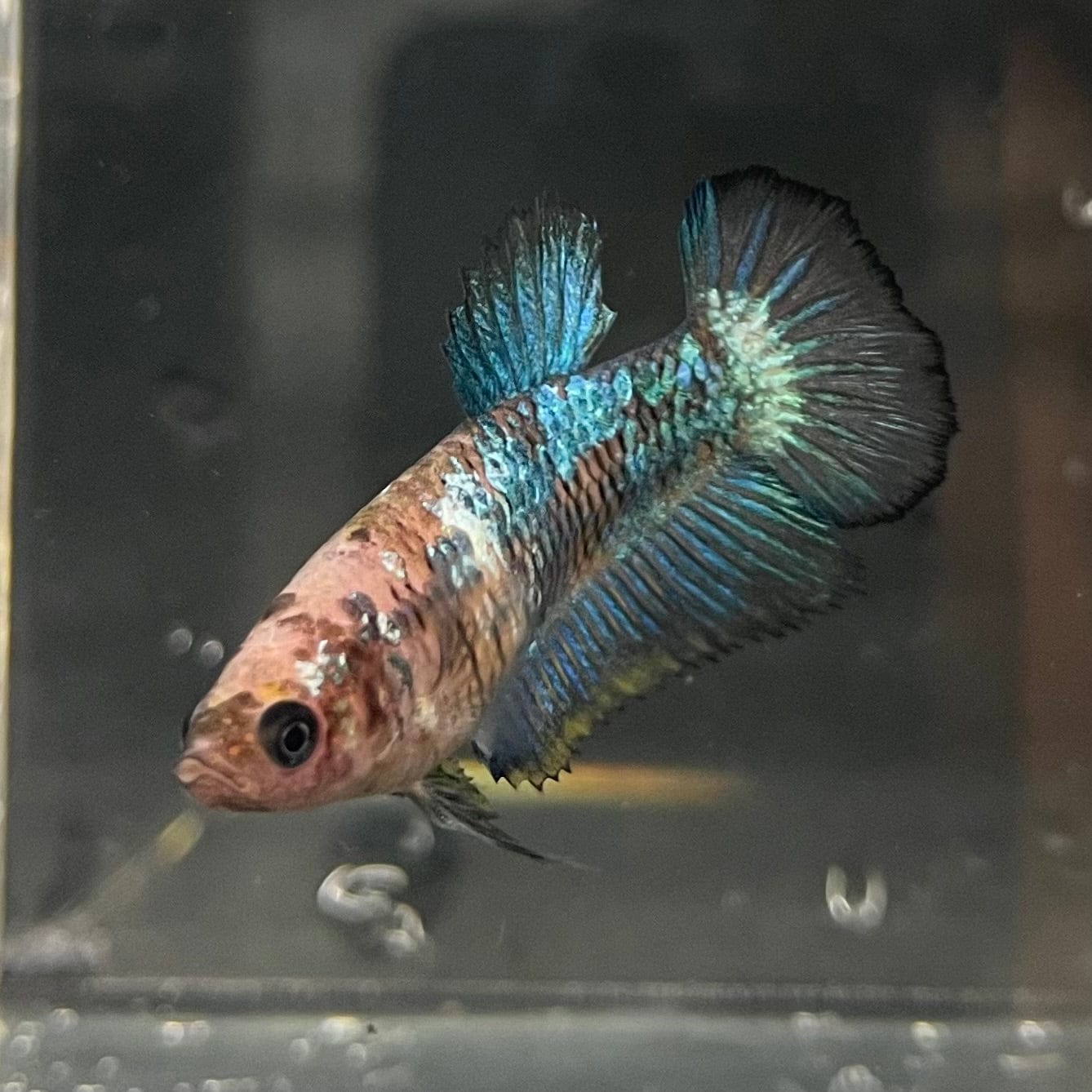the-fish-farm Female Betta Female Betta - One Only - F Choose your own Female Betta at The Fish Farm Australia