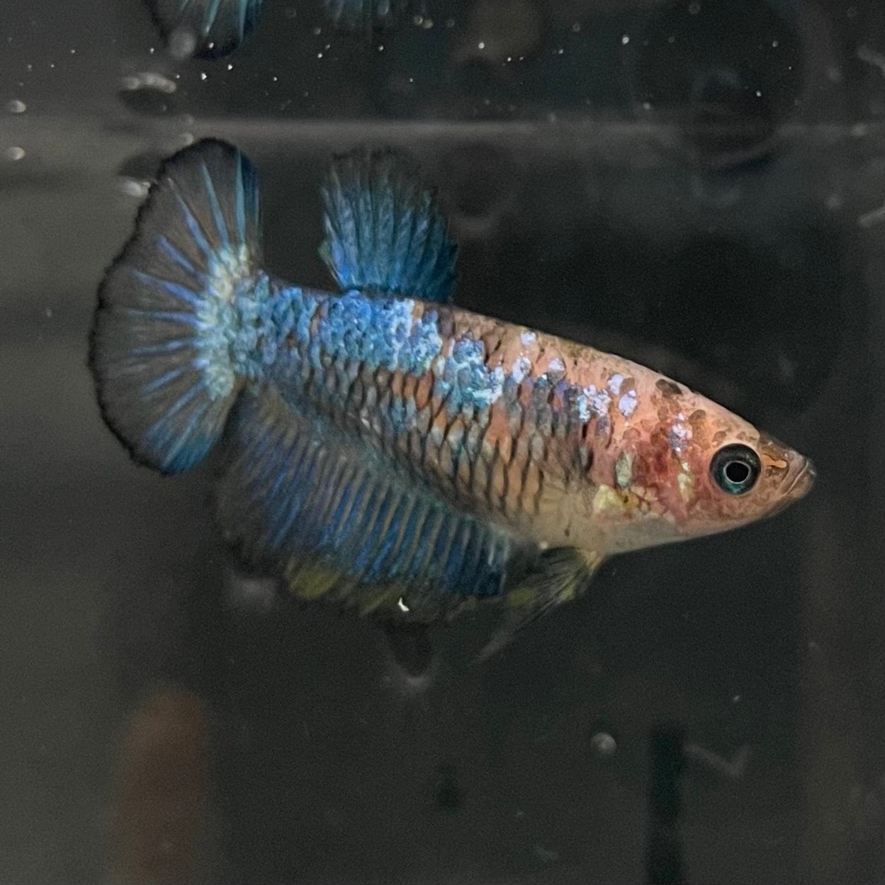 the-fish-farm Female Betta Female Betta - One Only - F Choose your own Female Betta at The Fish Farm Australia