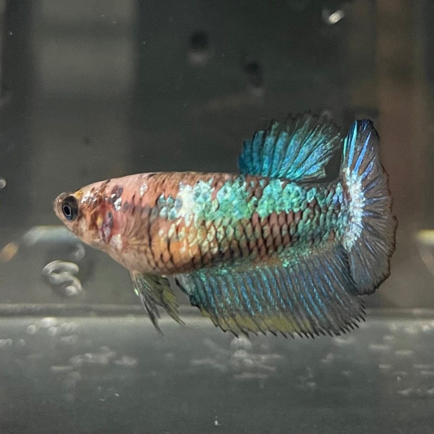 the-fish-farm Female Betta Female Betta - One Only - F Choose your own Female Betta at The Fish Farm Australia