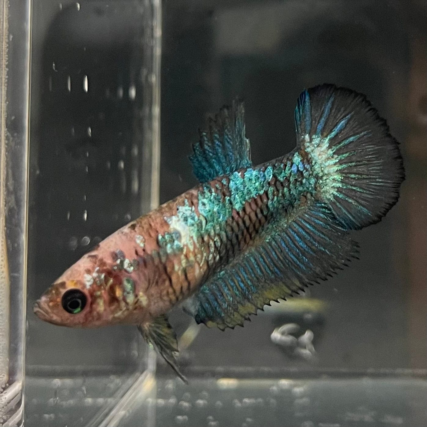 the-fish-farm Female Betta Female Betta - One Only - F Choose your own Female Betta at The Fish Farm Australia