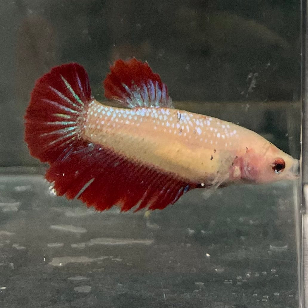 the-fish-farm Female Betta Female Betta - One Only - F Choose your own Female Betta at The Fish Farm Australia
