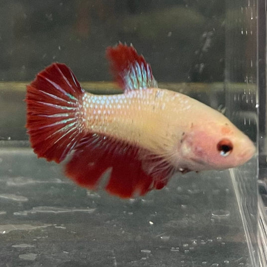 the-fish-farm Female Betta Female Betta - One Only - F Choose your own Female Betta at The Fish Farm Australia