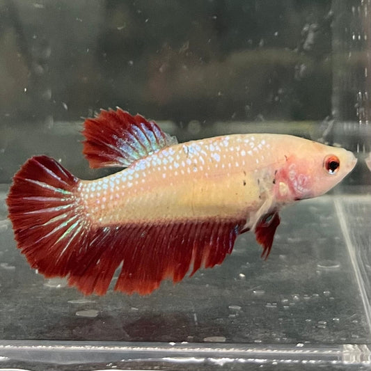 the-fish-farm Female Betta Female Betta - One Only - F Choose your own Female Betta at The Fish Farm Australia
