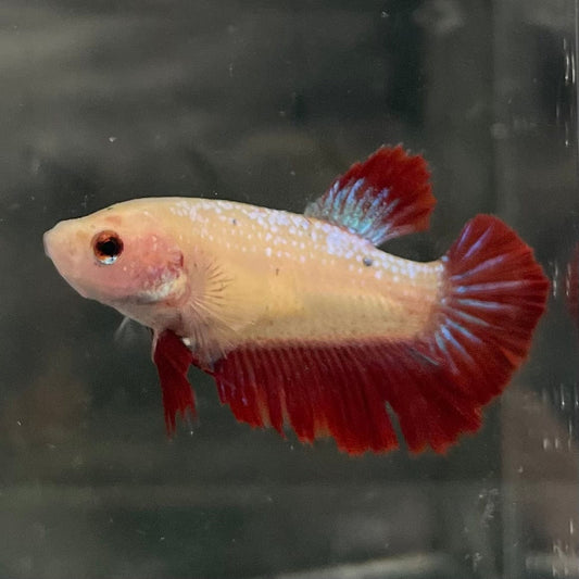 the-fish-farm Female Betta Female Betta - One Only - F Choose your own Female Betta at The Fish Farm Australia