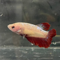 the-fish-farm Female Betta Female Betta - One Only - F Choose your own Female Betta at The Fish Farm Australia