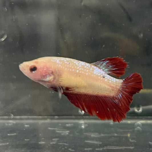 the-fish-farm Female Betta Female Betta - One Only - F Choose your own Female Betta at The Fish Farm Australia