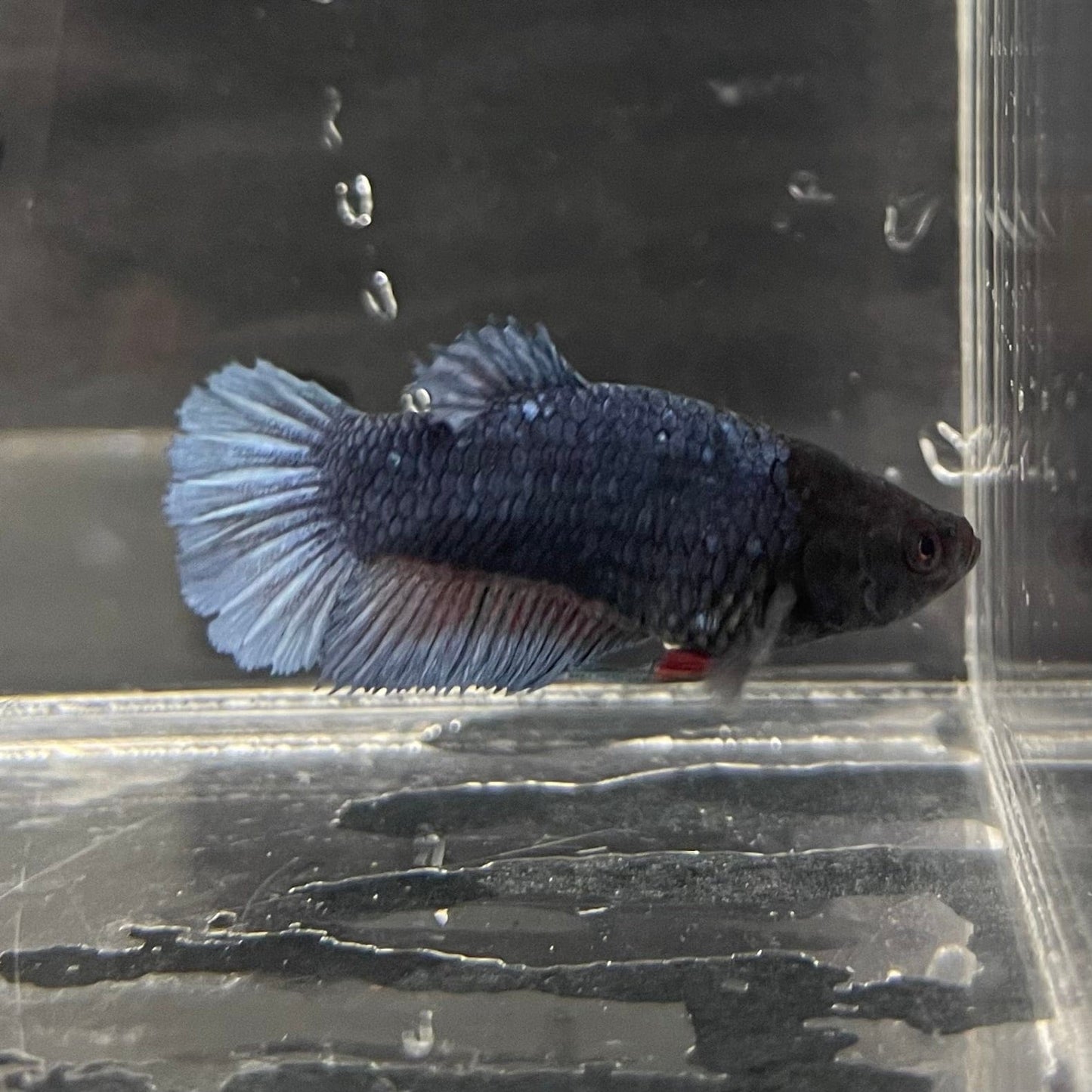 the-fish-farm Female Betta Female Betta - One Only - F Choose your own Female Betta at The Fish Farm Australia