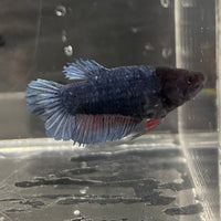 the-fish-farm Female Betta Female Betta - One Only - F Choose your own Female Betta at The Fish Farm Australia