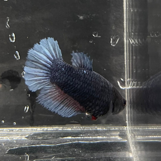 the-fish-farm Female Betta Female Betta - One Only - F Choose your own Female Betta at The Fish Farm Australia