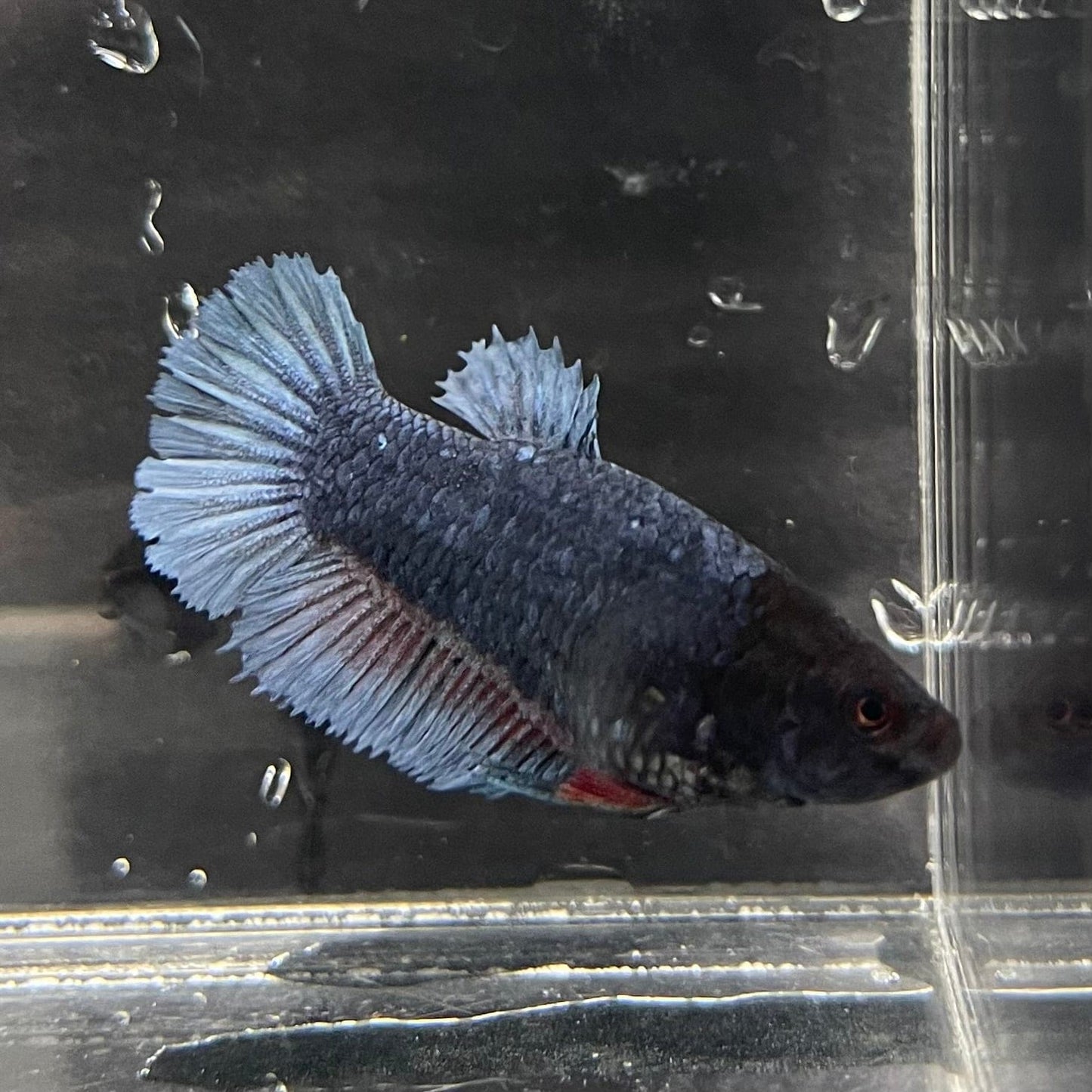 the-fish-farm Female Betta Female Betta - One Only - F Choose your own Female Betta at The Fish Farm Australia