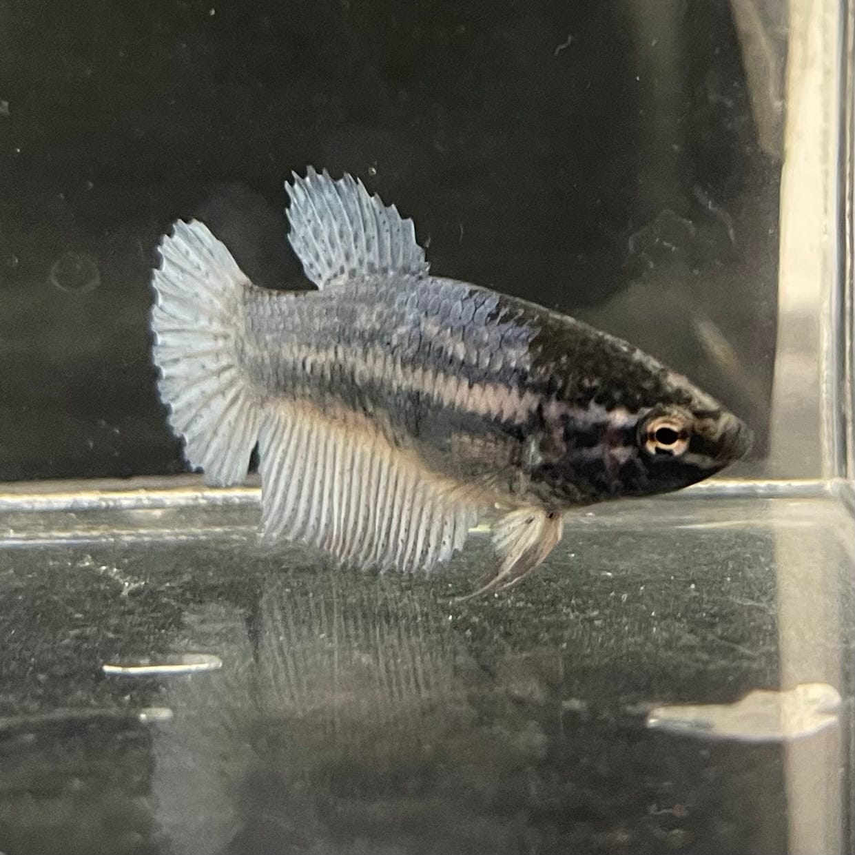 the-fish-farm Female Betta Female Betta - One Only - F Choose your own Female Betta at The Fish Farm Australia