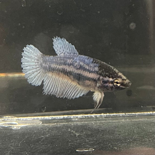 the-fish-farm Female Betta Female Betta - One Only - F Choose your own Female Betta at The Fish Farm Australia