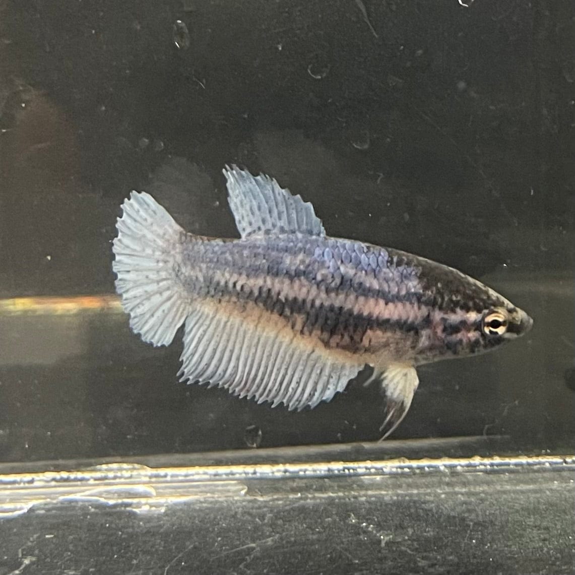 the-fish-farm Female Betta Female Betta - One Only - F Choose your own Female Betta at The Fish Farm Australia