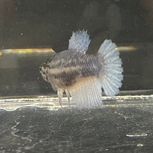 the-fish-farm Female Betta Female Betta - One Only - F Choose your own Female Betta at The Fish Farm Australia