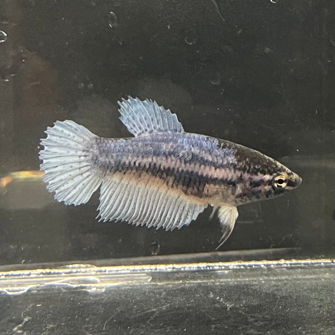 the-fish-farm Female Betta Female Betta - One Only - F Choose your own Female Betta at The Fish Farm Australia