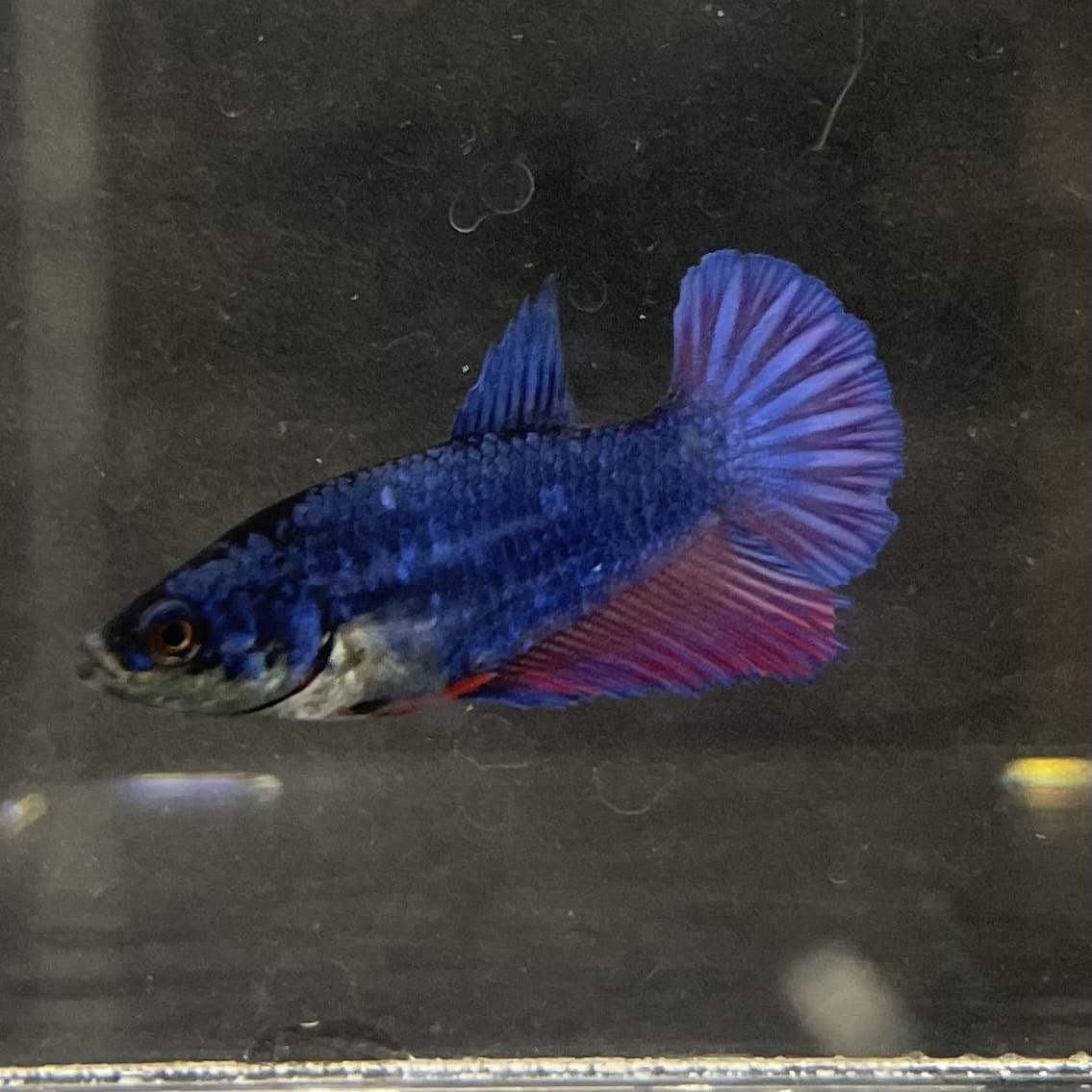 the-fish-farm Female Betta Female Betta - One Only - F Choose your own Female Betta at The Fish Farm Australia
