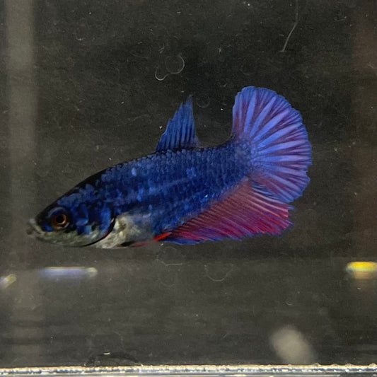 the-fish-farm Female Betta Female Betta - One Only - F Choose your own Female Betta at The Fish Farm Australia