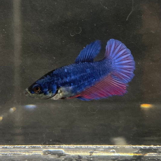 the-fish-farm Female Betta Female Betta - One Only - F Choose your own Female Betta at The Fish Farm Australia