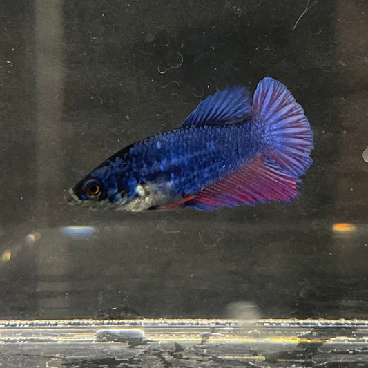 the-fish-farm Female Betta Female Betta - One Only - F Choose your own Female Betta at The Fish Farm Australia