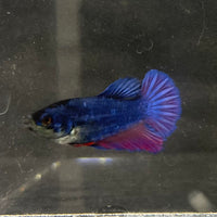 the-fish-farm Female Betta Female Betta - One Only - F Choose your own Female Betta at The Fish Farm Australia