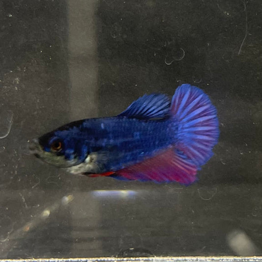 the-fish-farm Female Betta Female Betta - One Only - F Choose your own Female Betta at The Fish Farm Australia