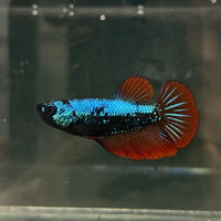 the-fish-farm Female Betta Female Betta - One Only - F Choose your own Female Betta at The Fish Farm Australia