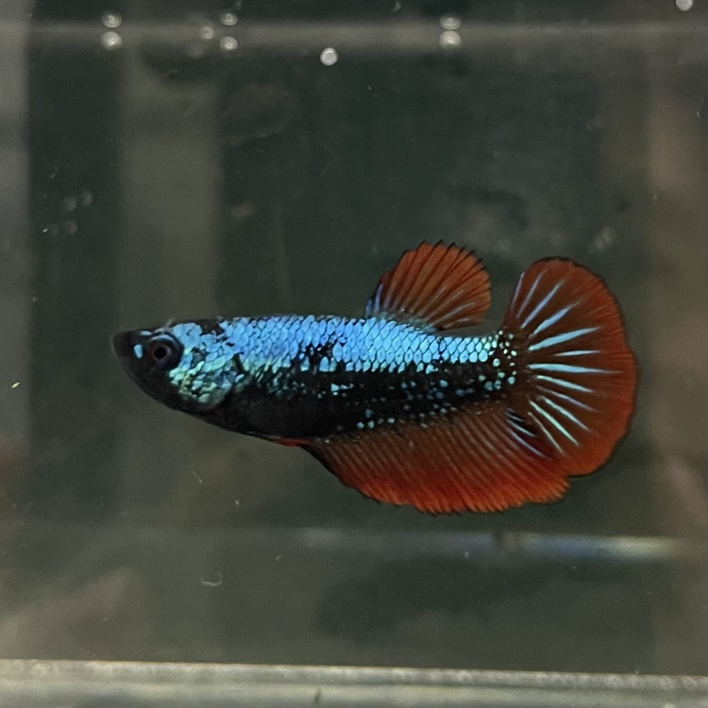 the-fish-farm Female Betta Female Betta - One Only - F Choose your own Female Betta at The Fish Farm Australia