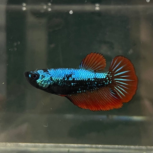 the-fish-farm Female Betta Female Betta - One Only - F Choose your own Female Betta at The Fish Farm Australia