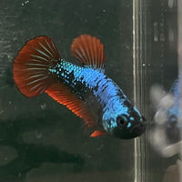 the-fish-farm Female Betta Female Betta - One Only - F Choose your own Female Betta at The Fish Farm Australia