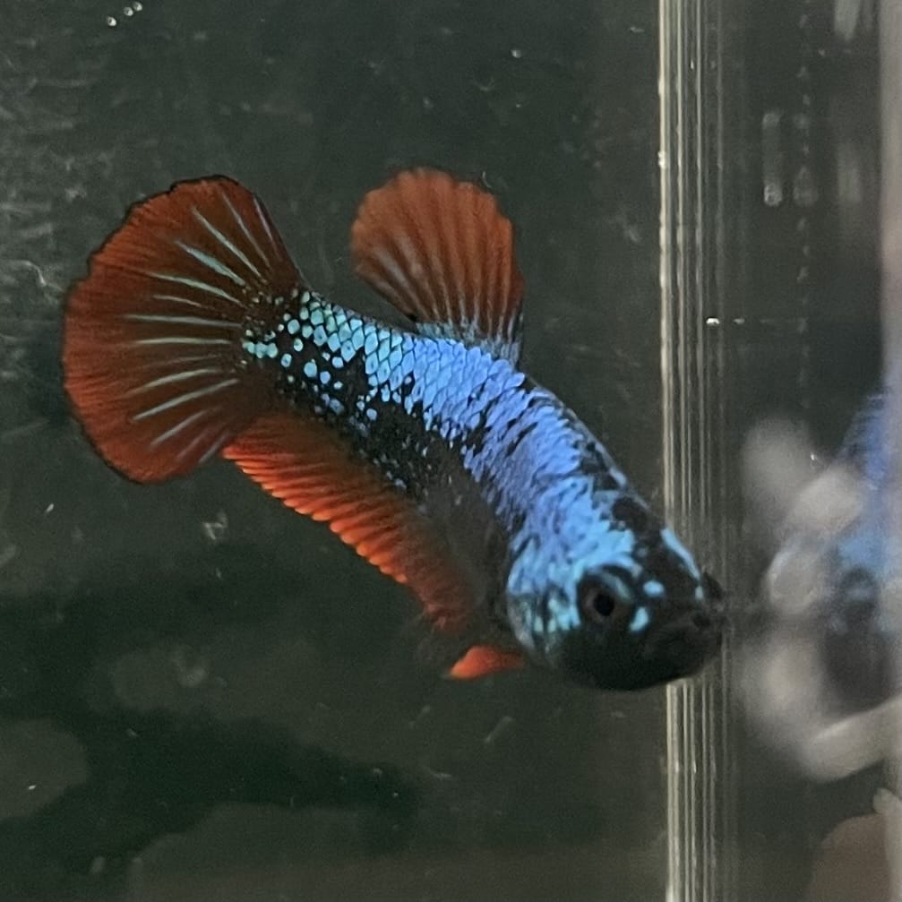 the-fish-farm Female Betta Female Betta - One Only - F Choose your own Female Betta at The Fish Farm Australia