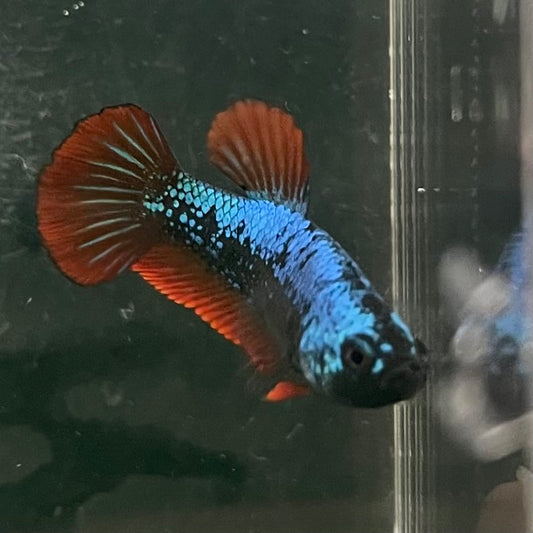 the-fish-farm Female Betta Female Betta - One Only - F Choose your own Female Betta at The Fish Farm Australia
