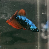 the-fish-farm Female Betta Female Betta - One Only - F Choose your own Female Betta at The Fish Farm Australia