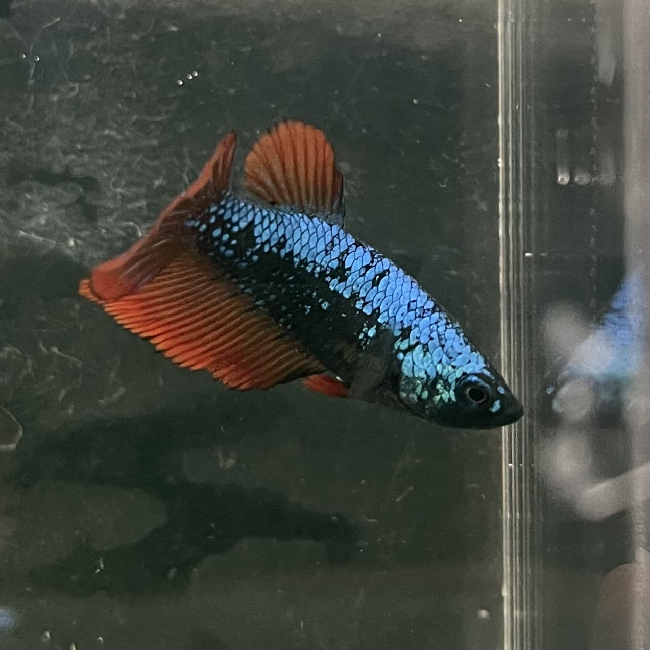 the-fish-farm Female Betta Female Betta - One Only - F Choose your own Female Betta at The Fish Farm Australia