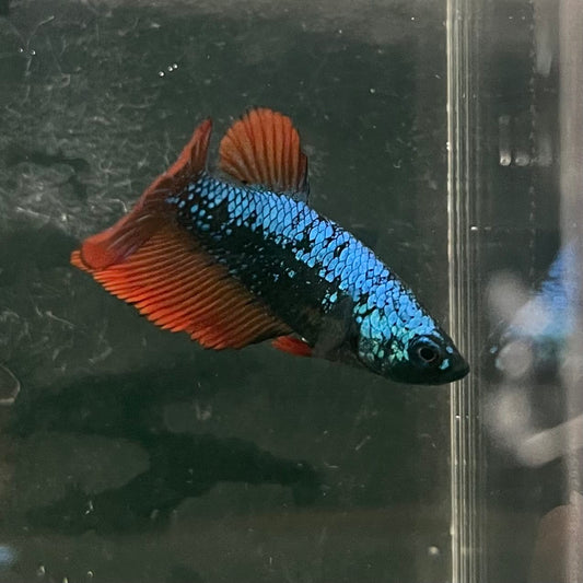 the-fish-farm Female Betta Female Betta - One Only - F Choose your own Female Betta at The Fish Farm Australia